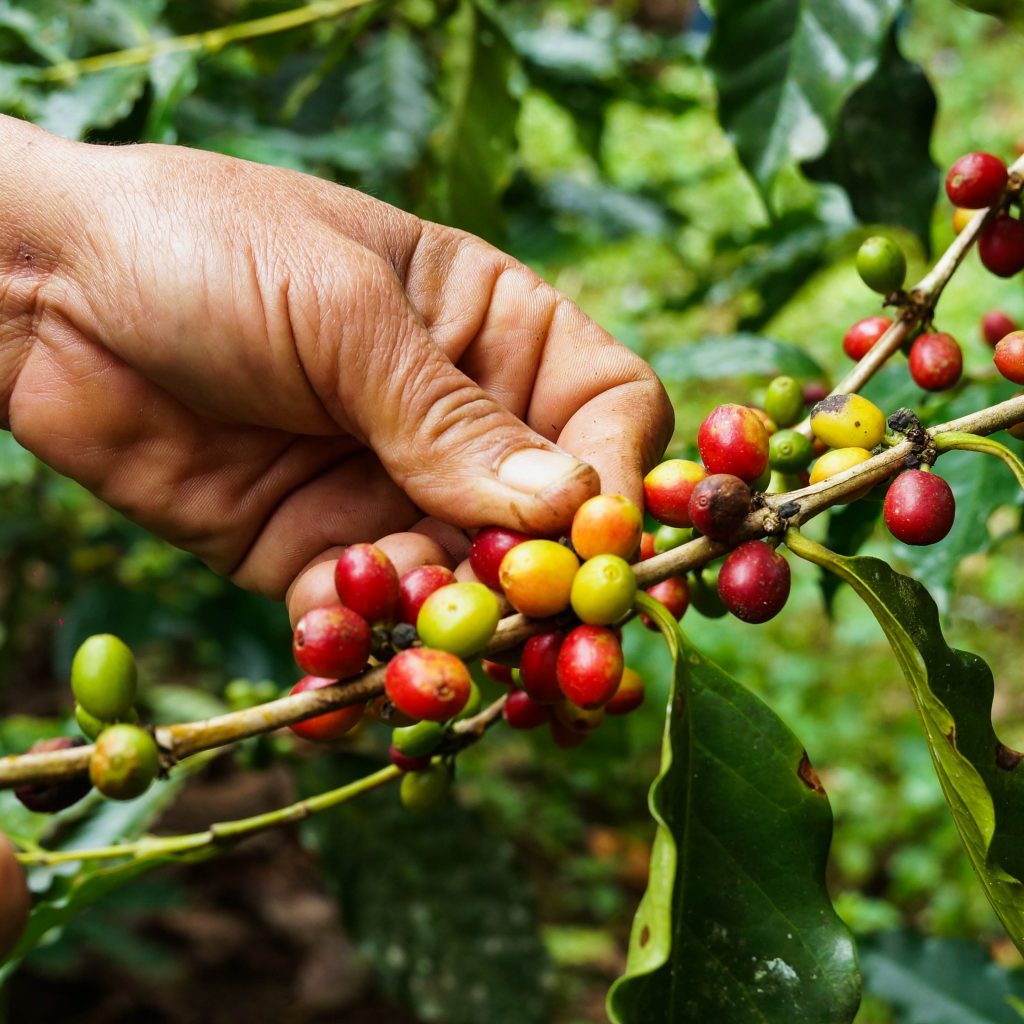 Is organic coffee healthier? How it benefits you and where to buy it
