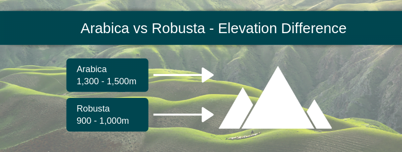 Arabica Robusta altitude