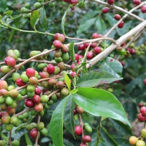 Single Origin Coffee (3 for £21)