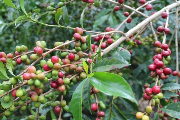 Ethiopia West Arsi Natural - Image 3