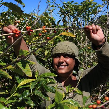 what is fair trade coffee